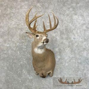 Whitetail Deer Shoulder Taxidermy Mount Taxidermy