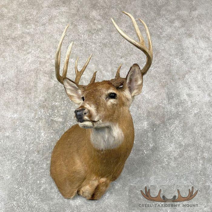 Whitetail Deer Shoulder Taxidermy Mount For Sale