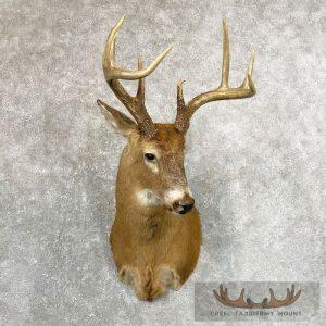 Whitetail Deer Shoulder Taxidermy Mount Taxidermy
