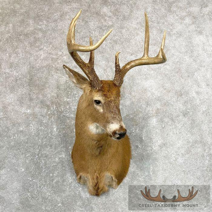 Whitetail Deer Shoulder Taxidermy Mount For Sale