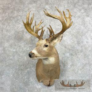 Whitetail Deer Shoulder Taxidermy Mount Taxidermy
