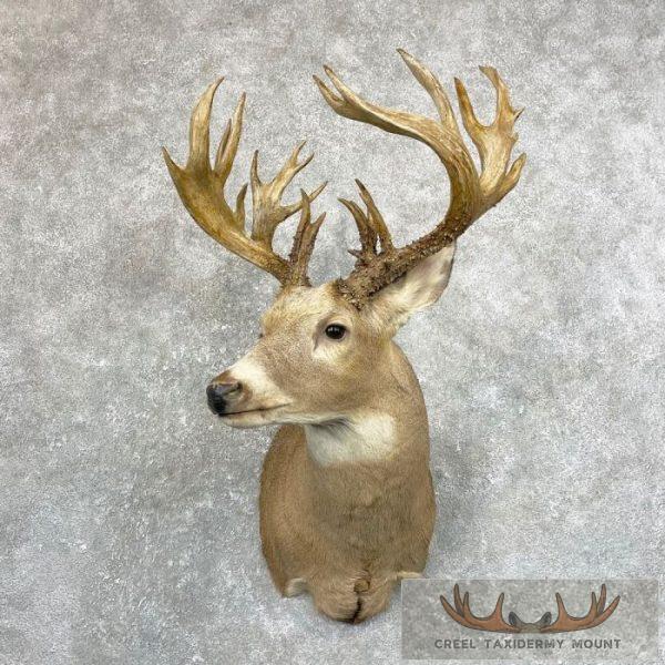 Whitetail Deer Shoulder Taxidermy Mount For Sale