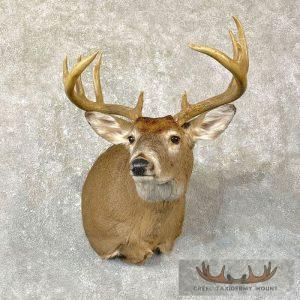 Whitetail Deer Shoulder Taxidermy Mount Taxidermy