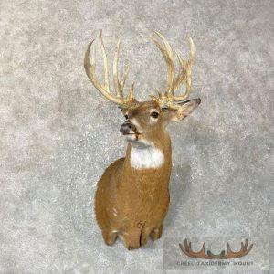 Whitetail Deer Shoulder Taxidermy Mount Taxidermy
