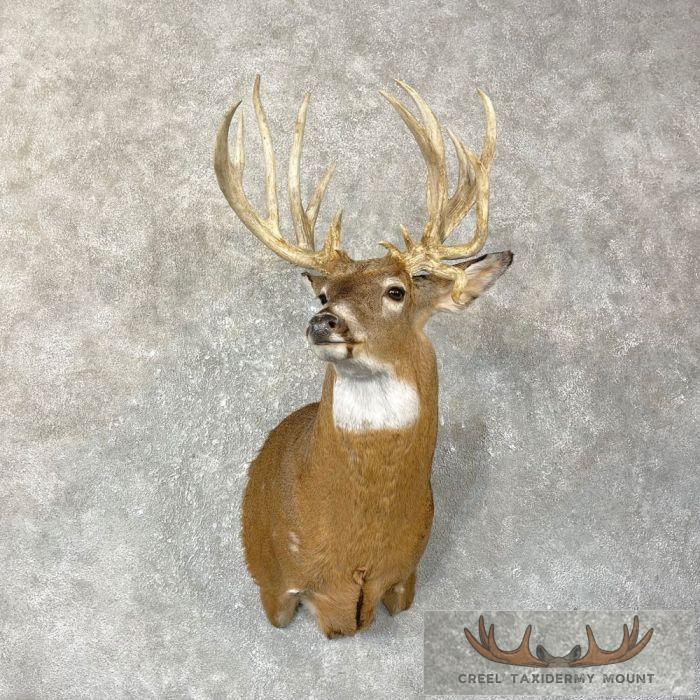 Whitetail Deer Shoulder Taxidermy Mount For Sale