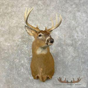 Whitetail Deer Shoulder Taxidermy Mount Taxidermy