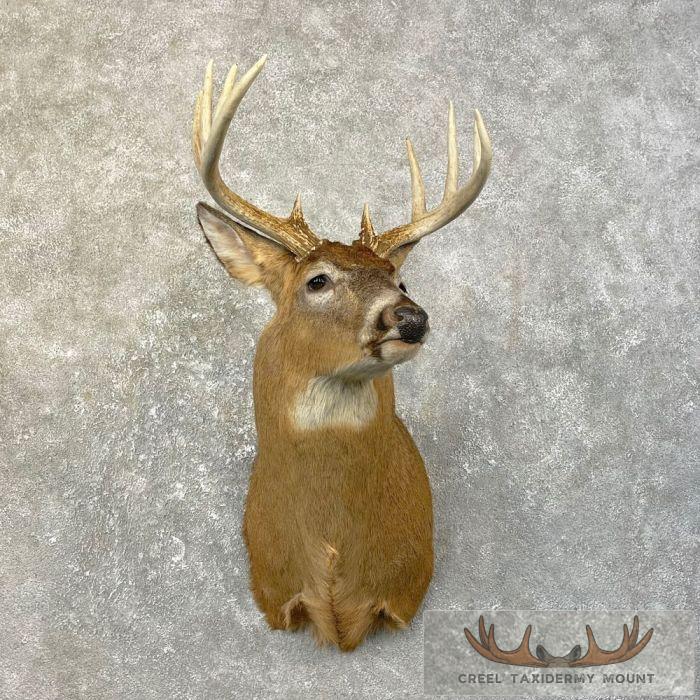 Whitetail Deer Shoulder Taxidermy Mount For Sale