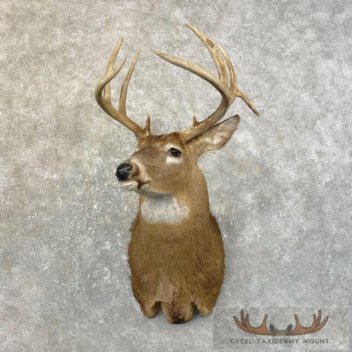 Whitetail Deer Shoulder Taxidermy Mount For Sale