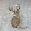 Whitetail Deer Shoulder Taxidermy Mount For Sale