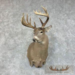 Whitetail Deer Shoulder Taxidermy Mount Taxidermy