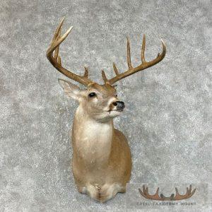Whitetail Deer Shoulder Taxidermy Mount Taxidermy
