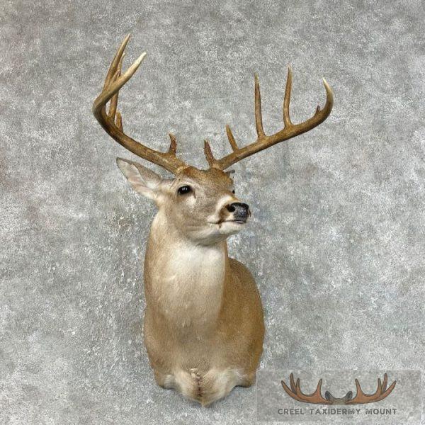 Whitetail Deer Shoulder Taxidermy Mount For Sale