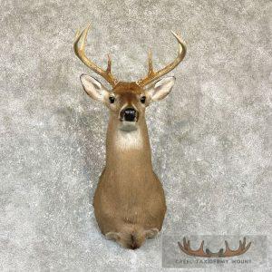 Whitetail Deer Shoulder Taxidermy Mount Taxidermy