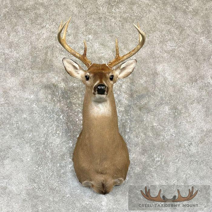 Whitetail Deer Shoulder Taxidermy Mount For Sale