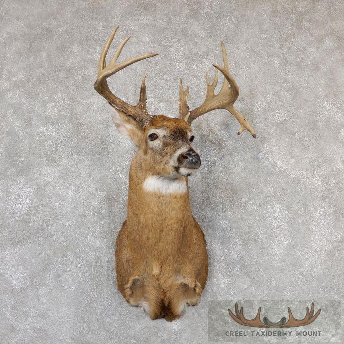 Whitetail Deer Shoulder Taxidermy Mount For Sale