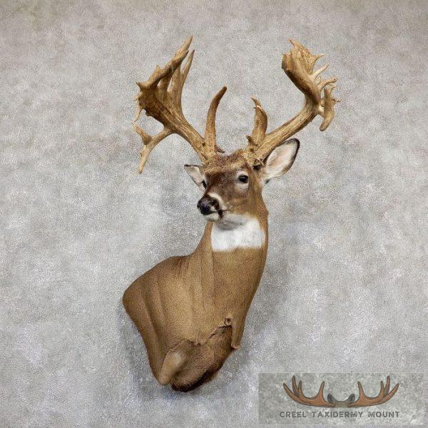 Whitetail Deer Shoulder Taxidermy Mount For Sale
