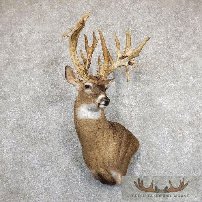 Whitetail Deer Shoulder Taxidermy Mount For Sale