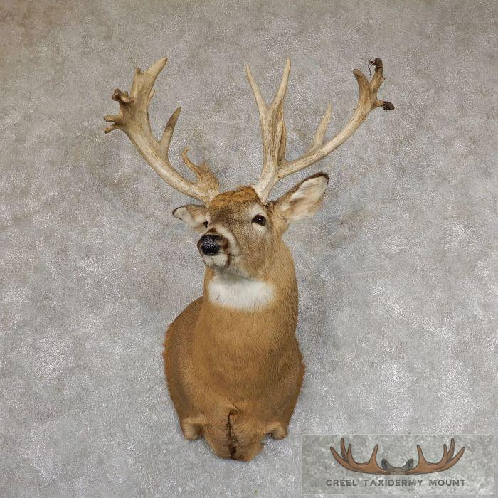 Whitetail Deer Shoulder Taxidermy Mount For Sale