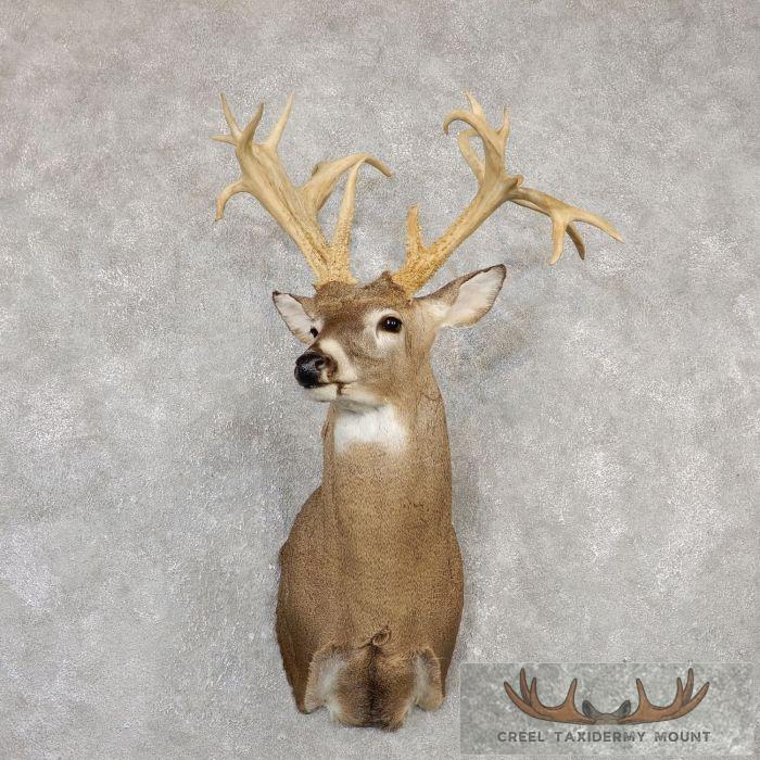 Whitetail Deer Shoulder Taxidermy Mount For Sale