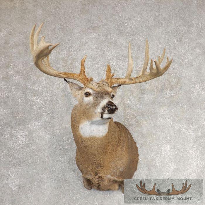 Whitetail Deer Shoulder Taxidermy Mount For Sale