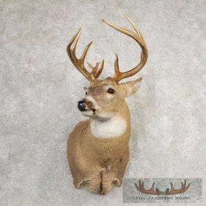 Whitetail Deer Shoulder Taxidermy Mount Taxidermy
