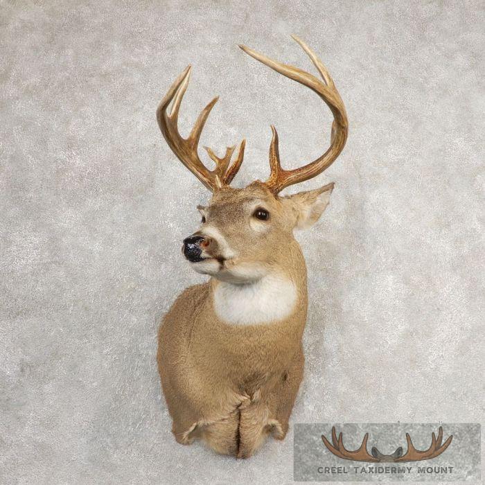 Whitetail Deer Shoulder Taxidermy Mount For Sale