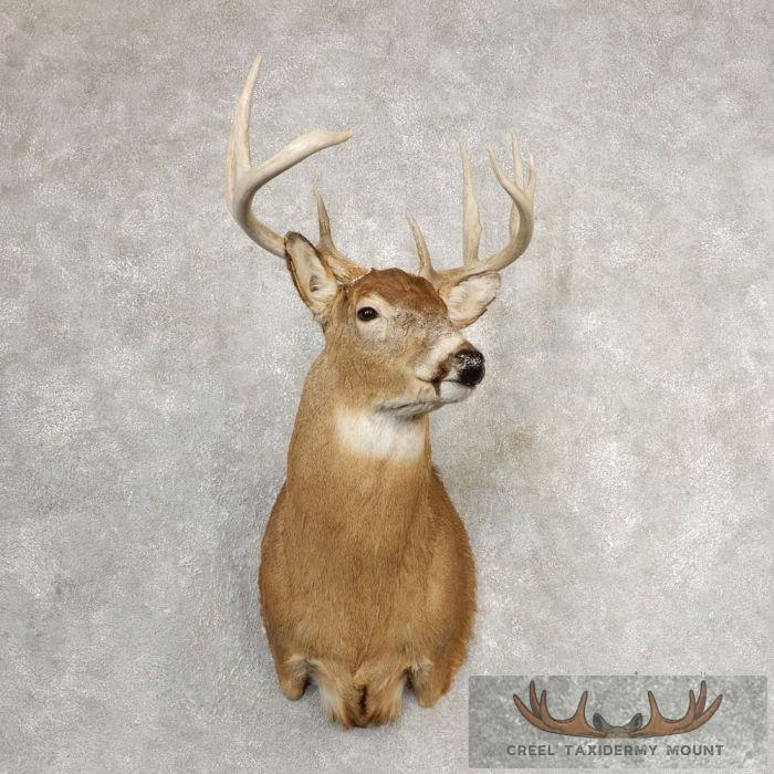 Whitetail Deer Shoulder Taxidermy Mount For Sale