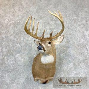 Whitetail Deer Shoulder Taxidermy Mount Taxidermy