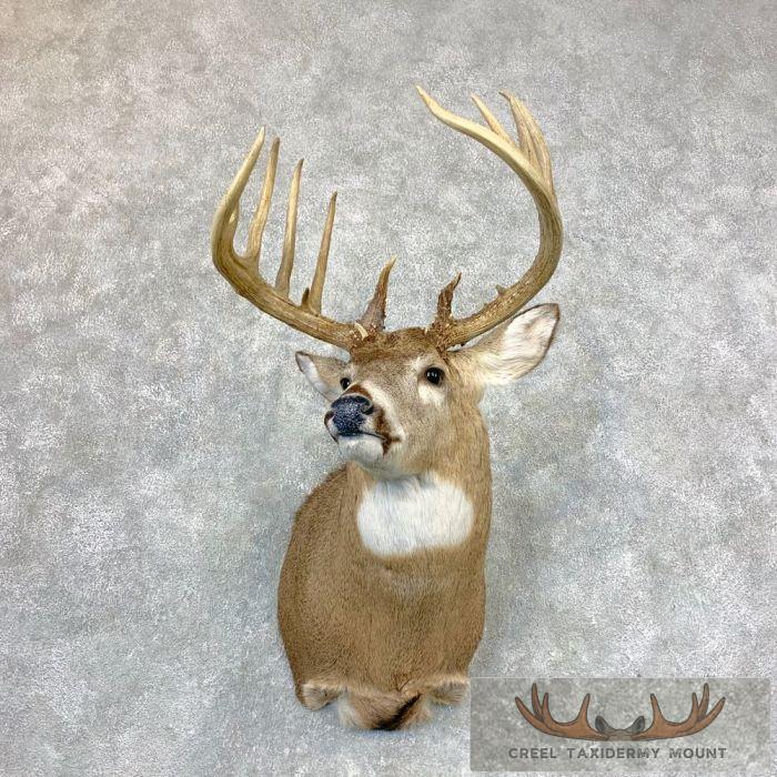 Whitetail Deer Shoulder Taxidermy Mount For Sale