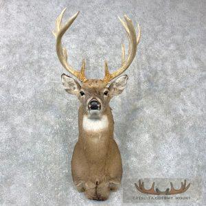 Whitetail Deer Shoulder Taxidermy Mount Taxidermy