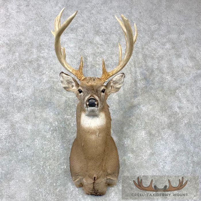 Whitetail Deer Shoulder Taxidermy Mount For Sale
