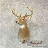 Whitetail Deer Taxidermy Shoulder Mount For Sale