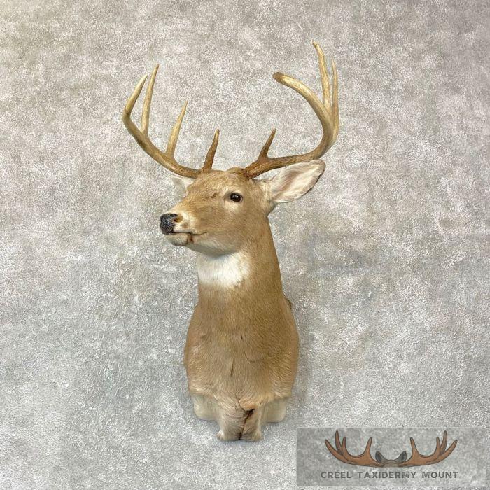 Whitetail Deer Taxidermy Shoulder Mount For Sale