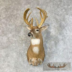 Whitetail Deer Shoulder Taxidermy Mount Taxidermy