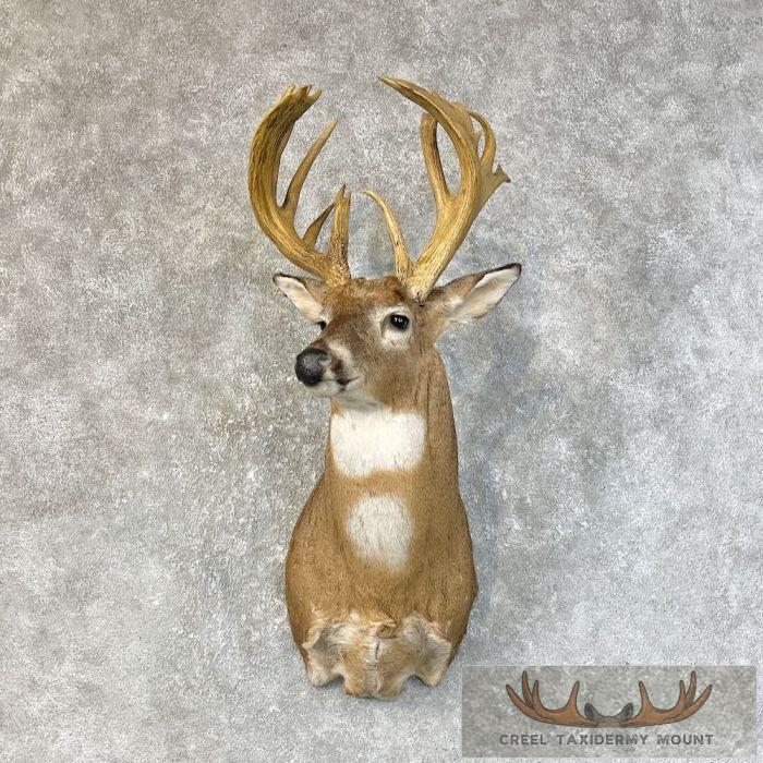 Whitetail Deer Shoulder Taxidermy Mount For Sale