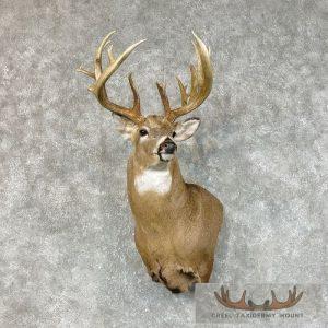 Whitetail Deer Shoulder Taxidermy Mount Taxidermy