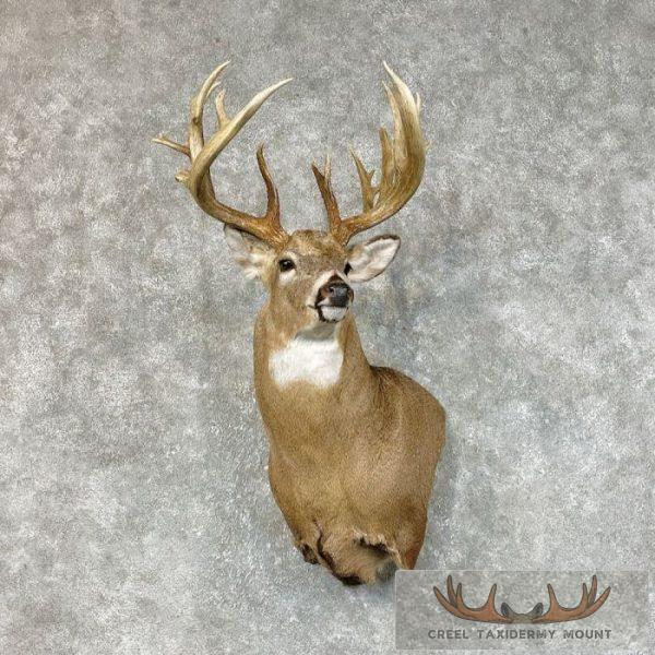 Whitetail Deer Shoulder Taxidermy Mount For Sale