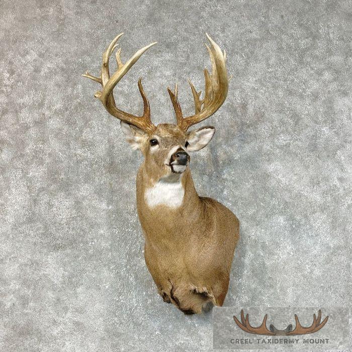 Whitetail Deer Shoulder Taxidermy Mount For Sale