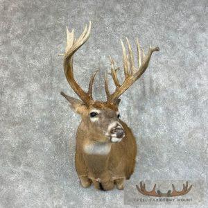 Whitetail Deer Shoulder Taxidermy Mount Taxidermy