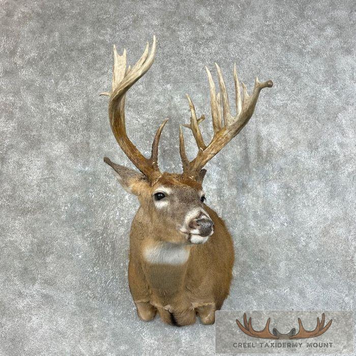 Whitetail Deer Shoulder Taxidermy Mount For Sale