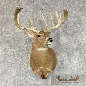 Whitetail Deer Shoulder Taxidermy Mount Taxidermy