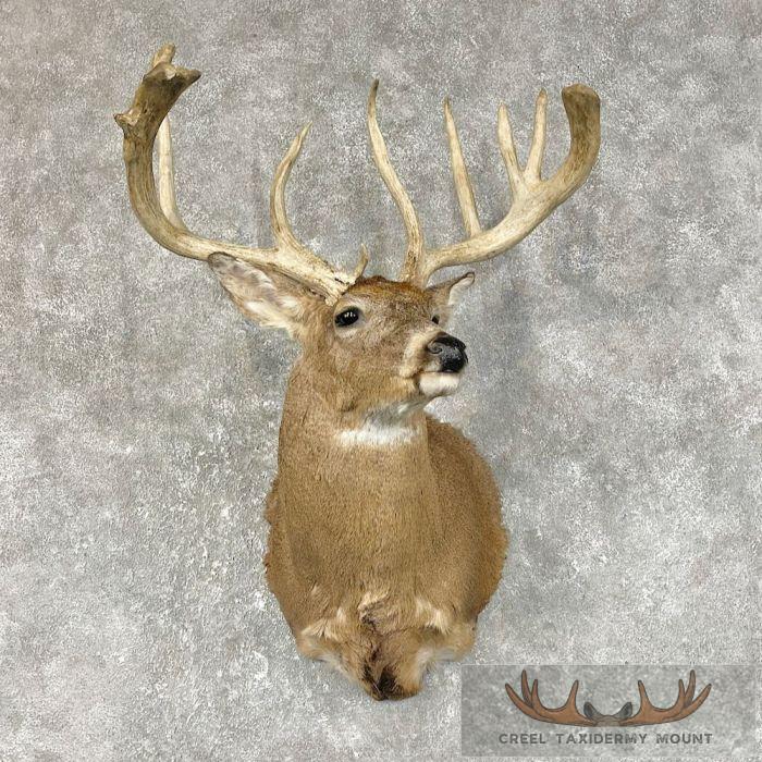 Whitetail Deer Shoulder Taxidermy Mount For Sale