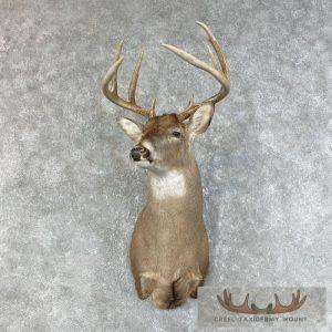 Whitetail Deer Shoulder Taxidermy Mount Taxidermy