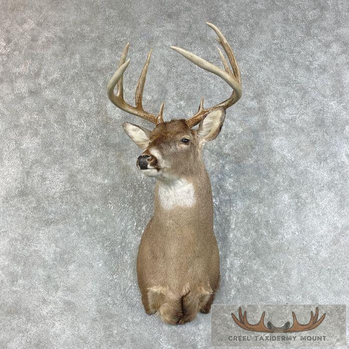 Whitetail Deer Shoulder Taxidermy Mount For Sale