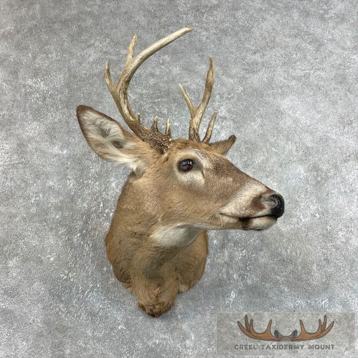 Whitetail Deer Shoulder Taxidermy Mount For Sale