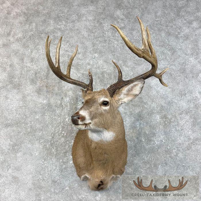 Texas Whitetail Deer Taxidermy Shoulder Mount For Sale