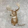 Whitetail Deer Taxidermy Shoulder Mount For Sale