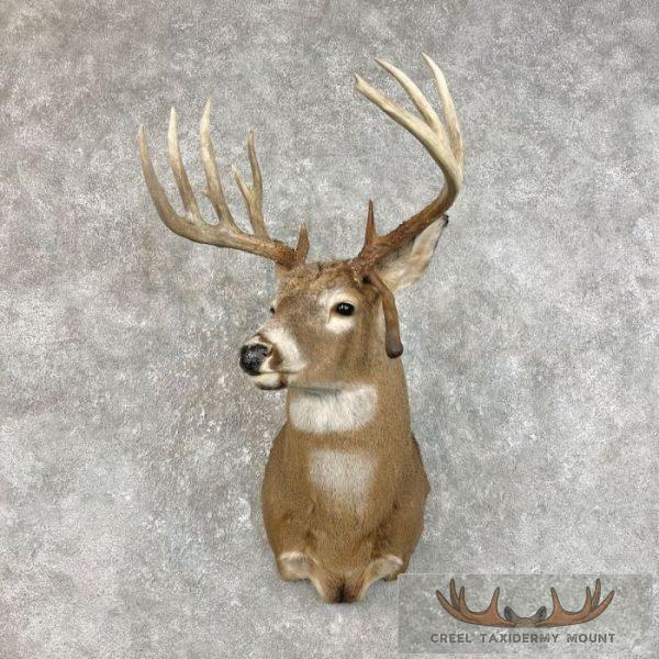Whitetail Deer Taxidermy Shoulder Mount For Sale