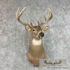 Whitetail Deer Taxidermy Shoulder Mount For Sale