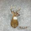 Whitetail Deer Taxidermy Shoulder Mount For Sale